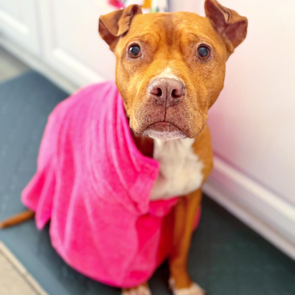 Enlarge Blessing @ Foster, a Adoptable Mixed Breed in Summerville, SC image 5/6