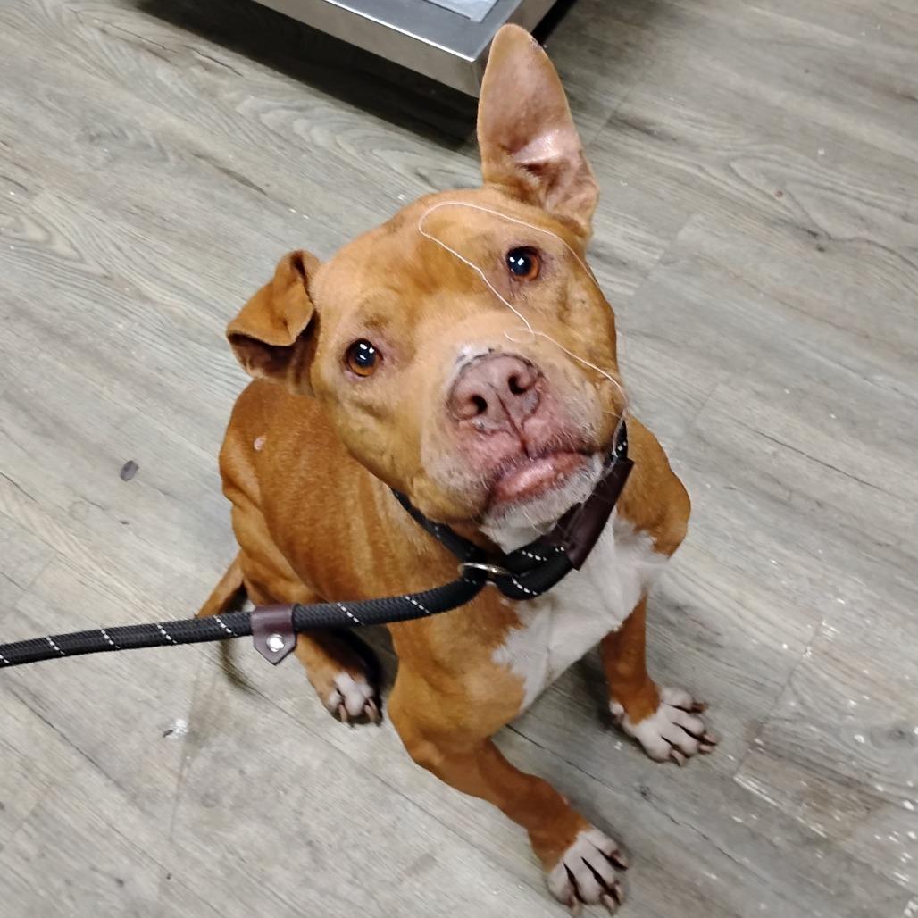 Enlarge Blessing @ Foster, a Adoptable Mixed Breed in Summerville, SC image 6/6