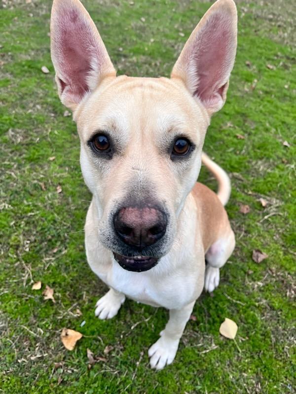 Dog for adoption William, a Labrador Retriever Mix in Sunset Valley
