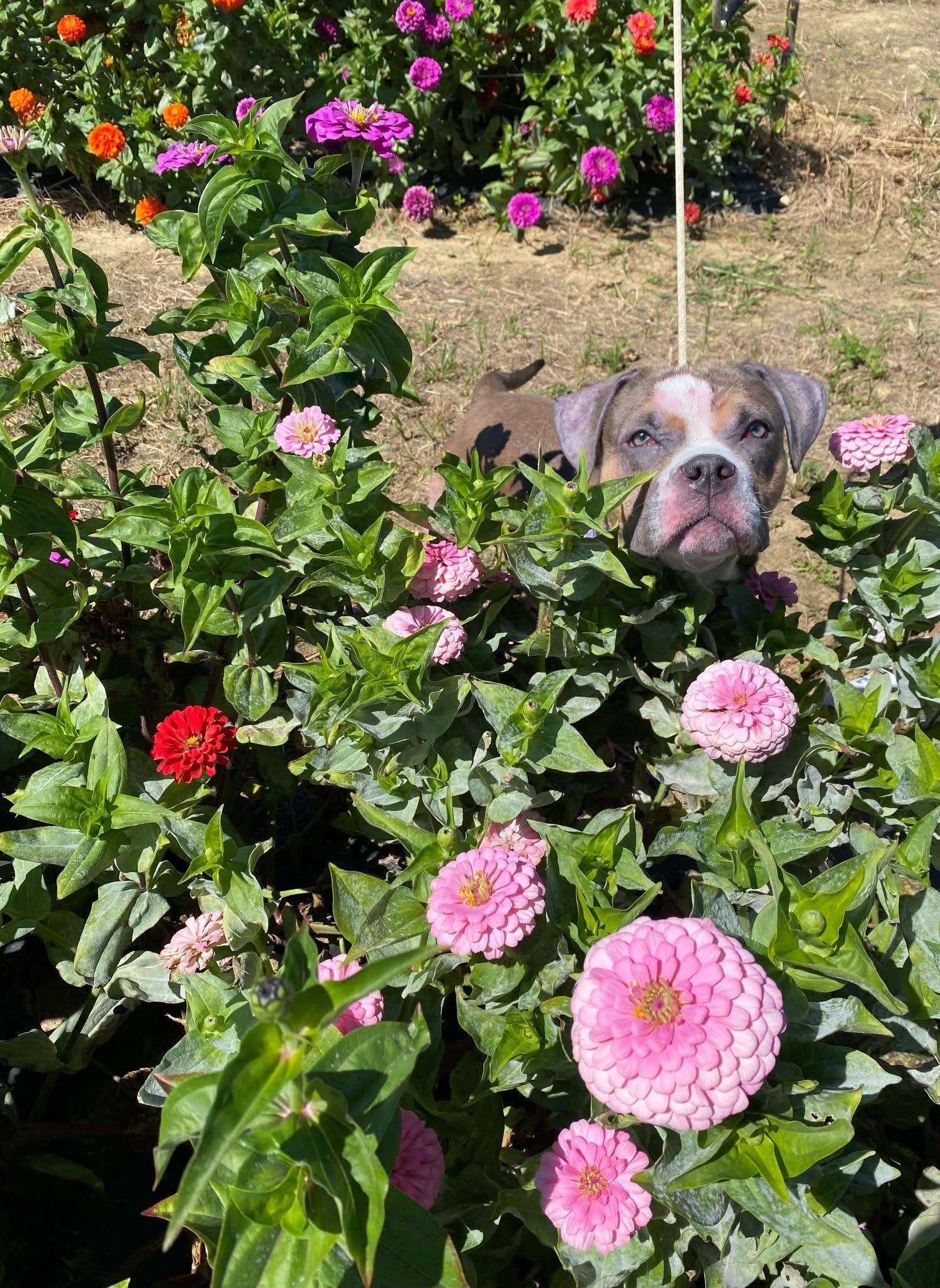 Enlarge Vienna, an adoptable mixed breed in Jackson , NJ image 4/5