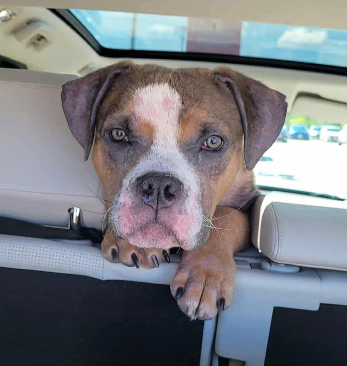 Vienna, adoptable, Puppy Female Pit Bull Terrier.