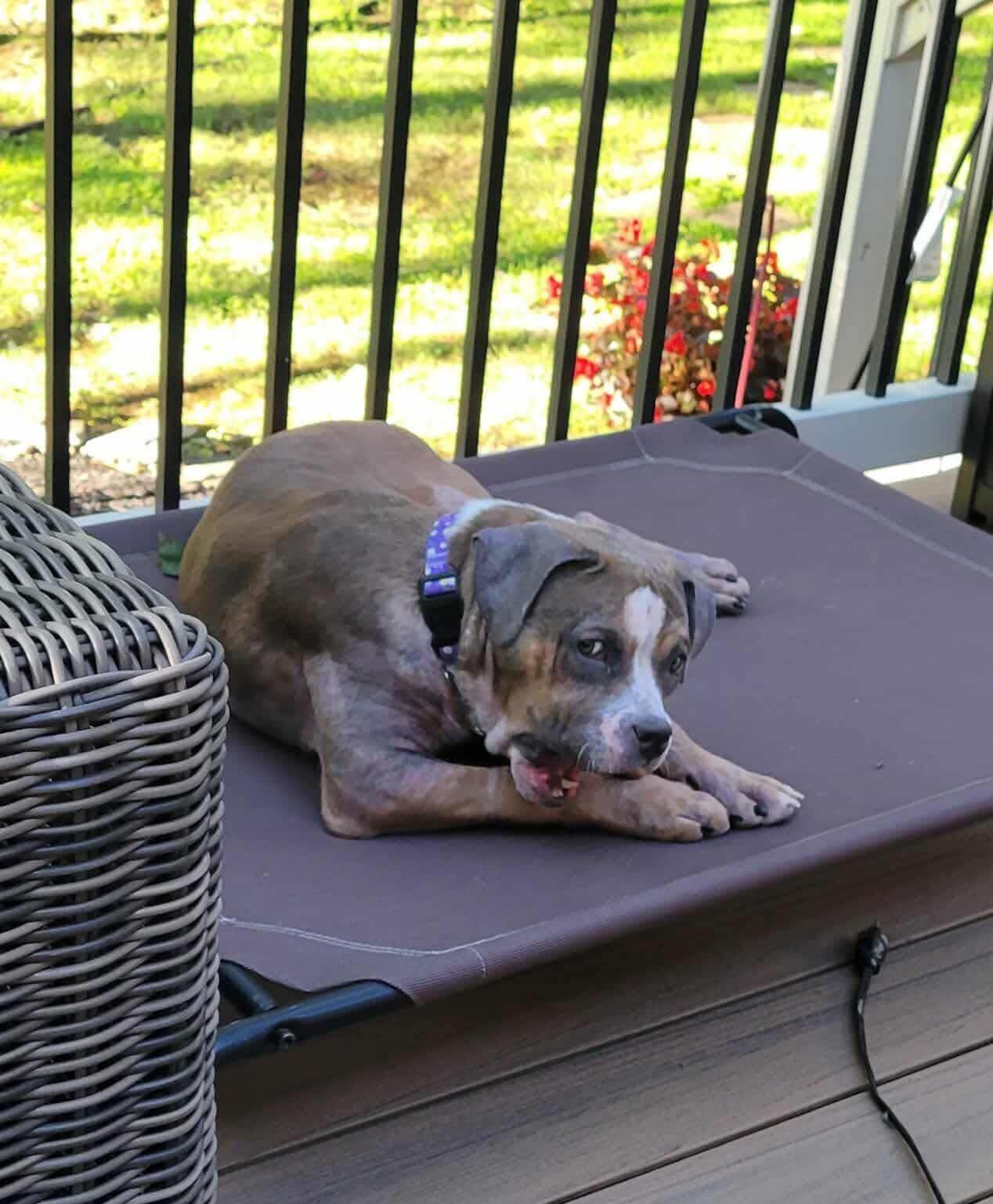 Enlarge Vienna, an adoptable mixed breed in Jackson , NJ image 2/5