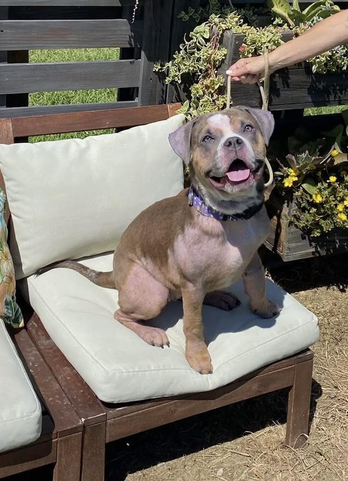 Enlarge Vienna, an adoptable mixed breed in Jackson , NJ image 5/5