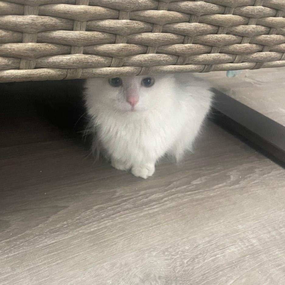 Enlarge Rella  ***Bonded with Gizmo, friendly with Coco***, a Adoptable Domestic Short Hair in FITCHBURG, MA image 3/6