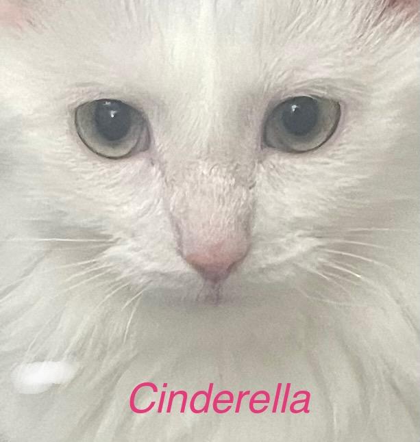 Enlarge Rella  ***Bonded with Gizmo, friendly with Coco***, a Adoptable Domestic Short Hair in FITCHBURG, MA image 1/6