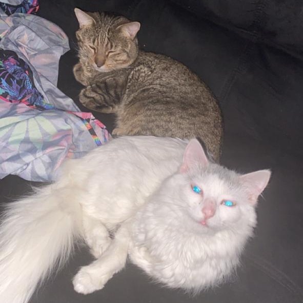 Enlarge Rella  ***Bonded with Gizmo, friendly with Coco***, a Adoptable Domestic Short Hair in FITCHBURG, MA image 6/6