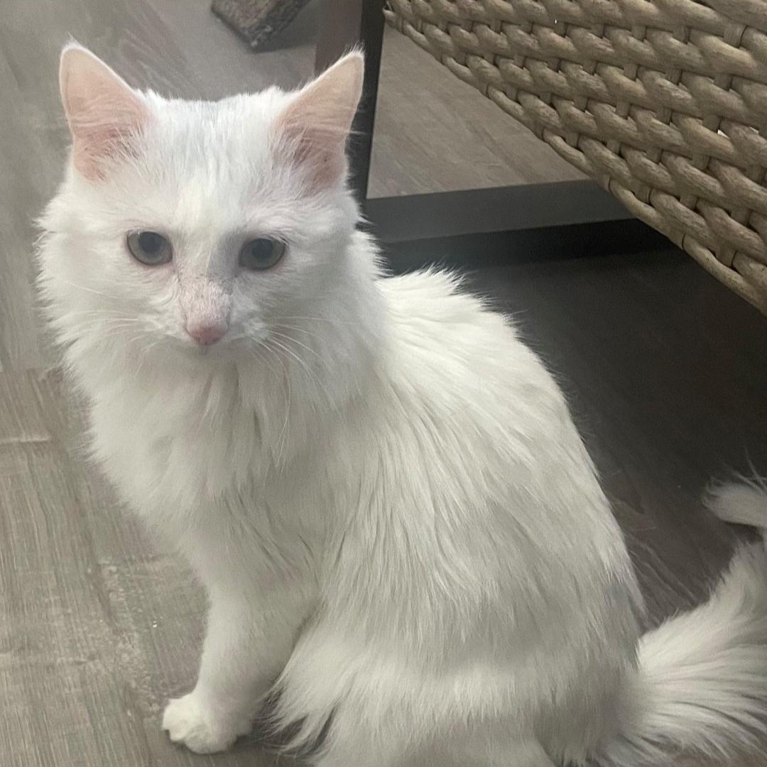 Enlarge Rella  ***Bonded with Gizmo, friendly with Coco***, a Adoptable Domestic Short Hair in FITCHBURG, MA image 2/6