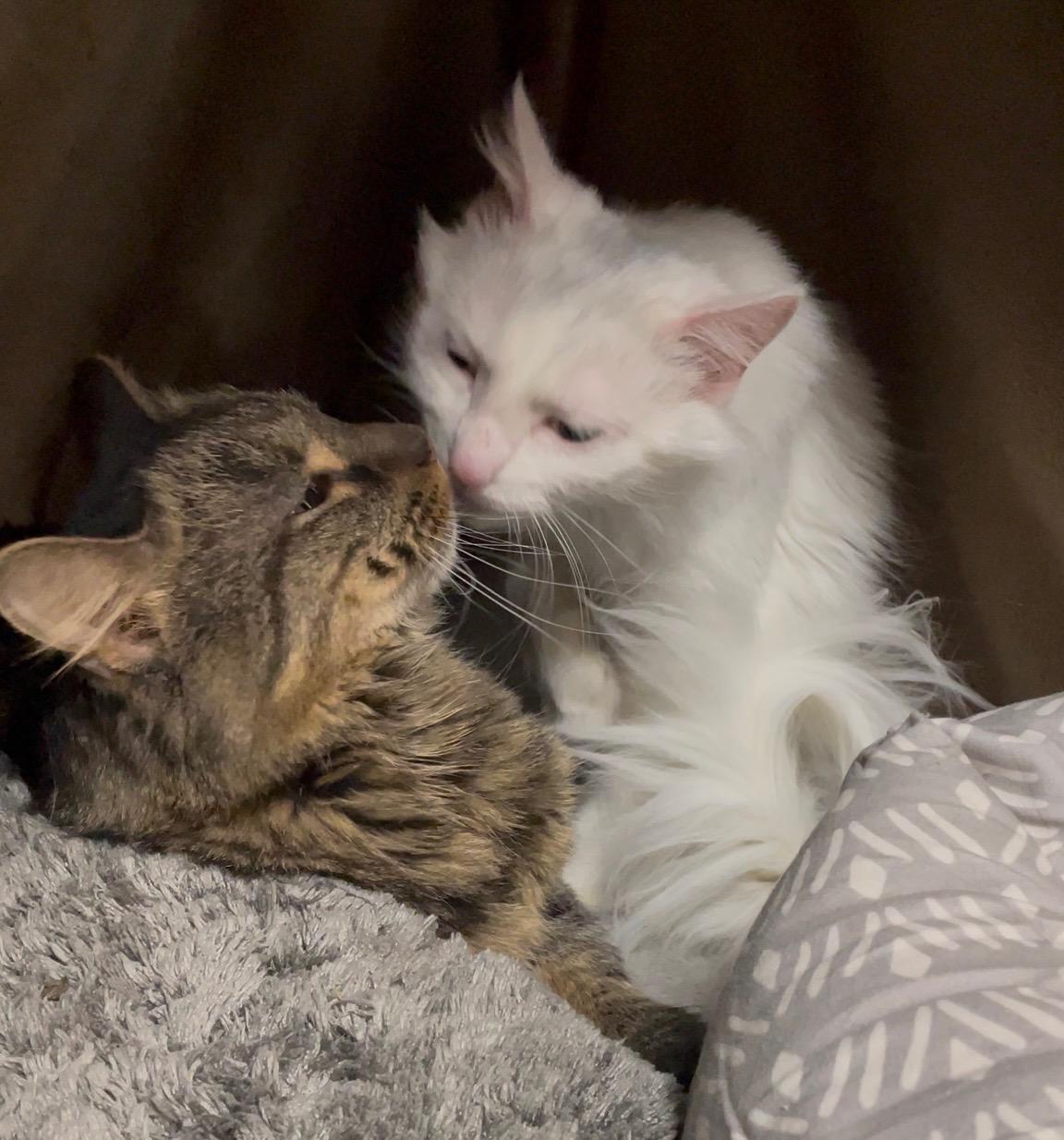 Enlarge Rella  ***Bonded with Gizmo, friendly with Coco***, a Adoptable Domestic Short Hair in FITCHBURG, MA image 5/6