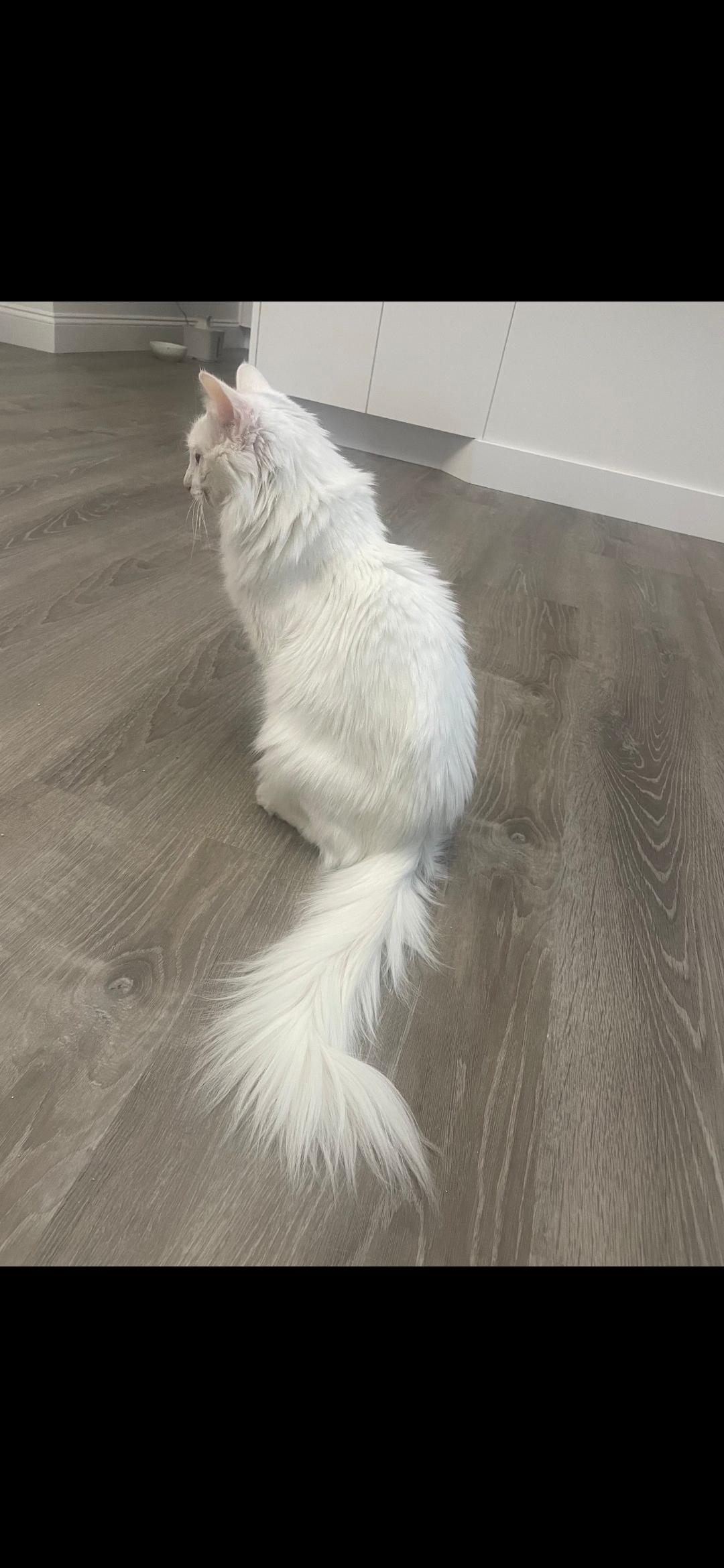 Enlarge Rella  ***Bonded with Gizmo, friendly with Coco***, a Adoptable Domestic Short Hair in FITCHBURG, MA image 4/6