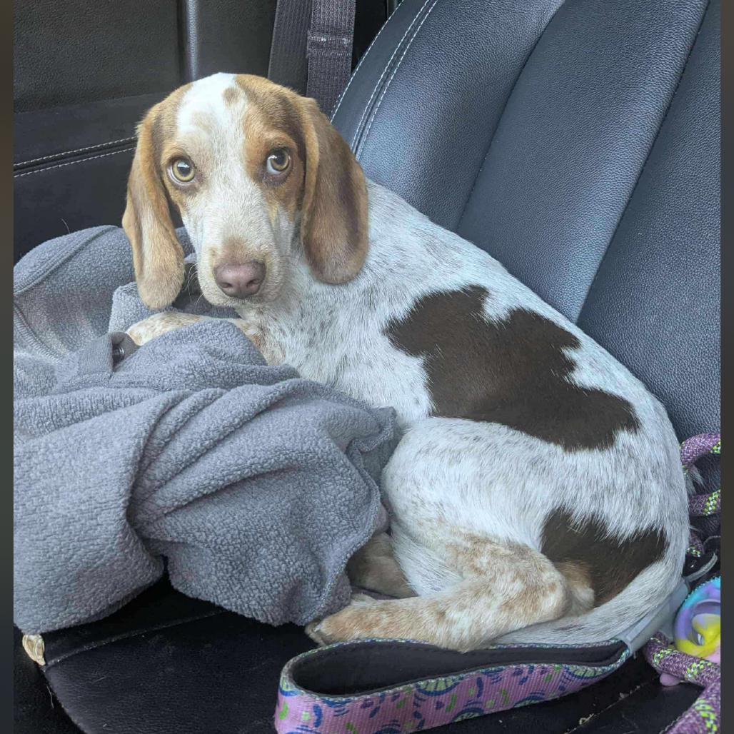 Tilly Rae, Adoptable, Young Female Beagle.