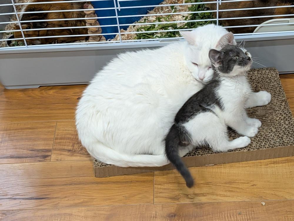 Enlarge Eminem (Bonded to Harvey Dent), a Adoptable Domestic Short Hair in Wheaton, IL image 4/6