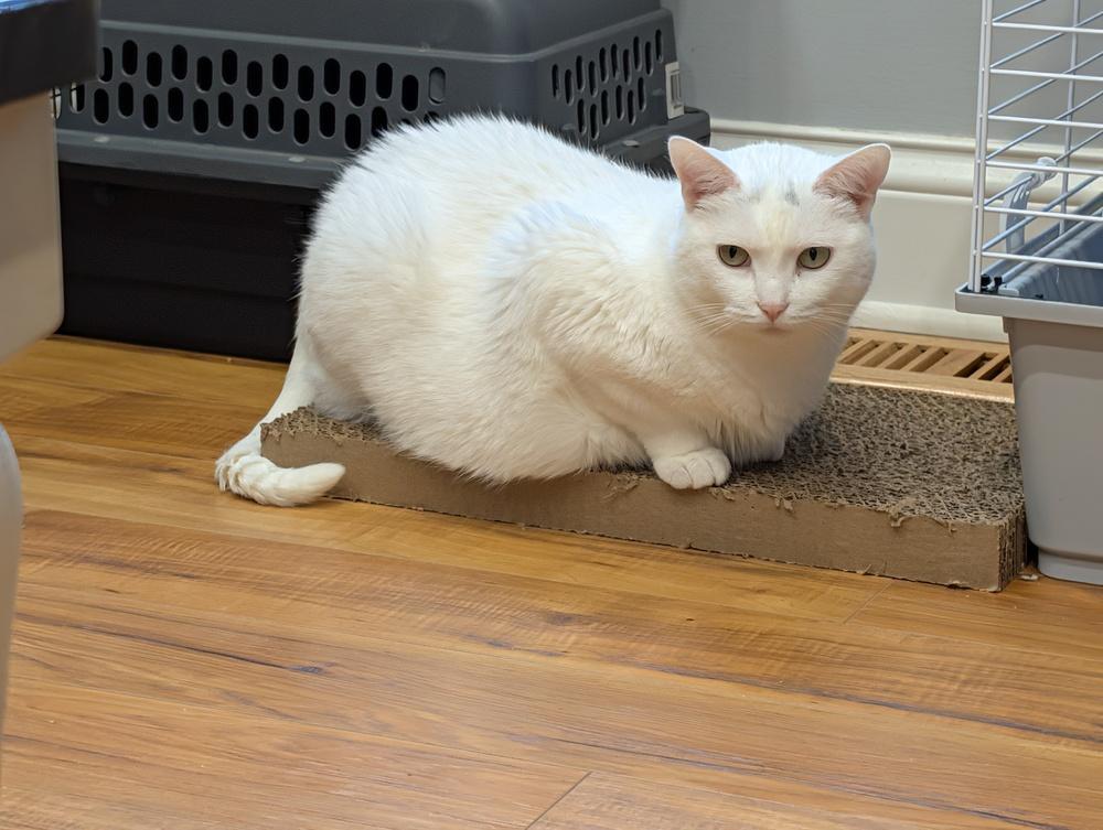 Enlarge Eminem (Bonded to Harvey Dent), a Adoptable Domestic Short Hair in Wheaton, IL image 5/6
