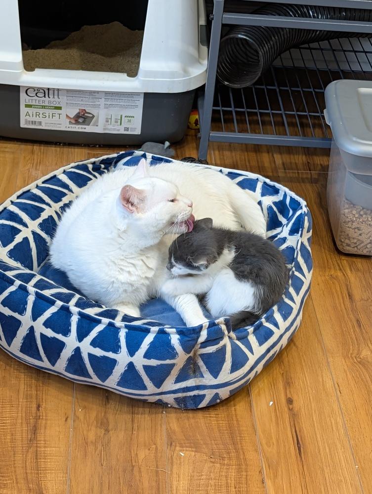 Enlarge Eminem (Bonded to Harvey Dent), a Adoptable Domestic Short Hair in Wheaton, IL image 6/6