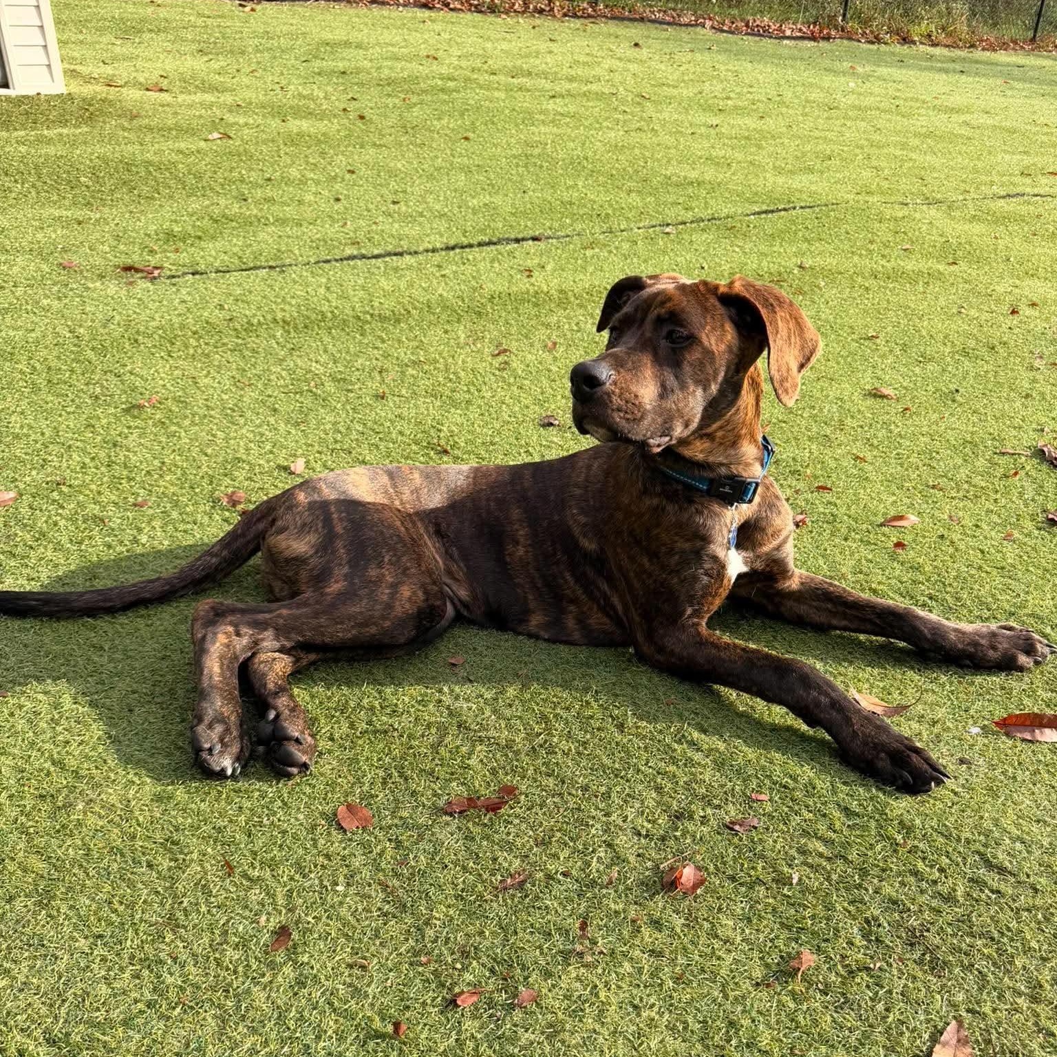 Enlarge Brownie, a Adopted mixed breed in Kentwood, MI image 2/6