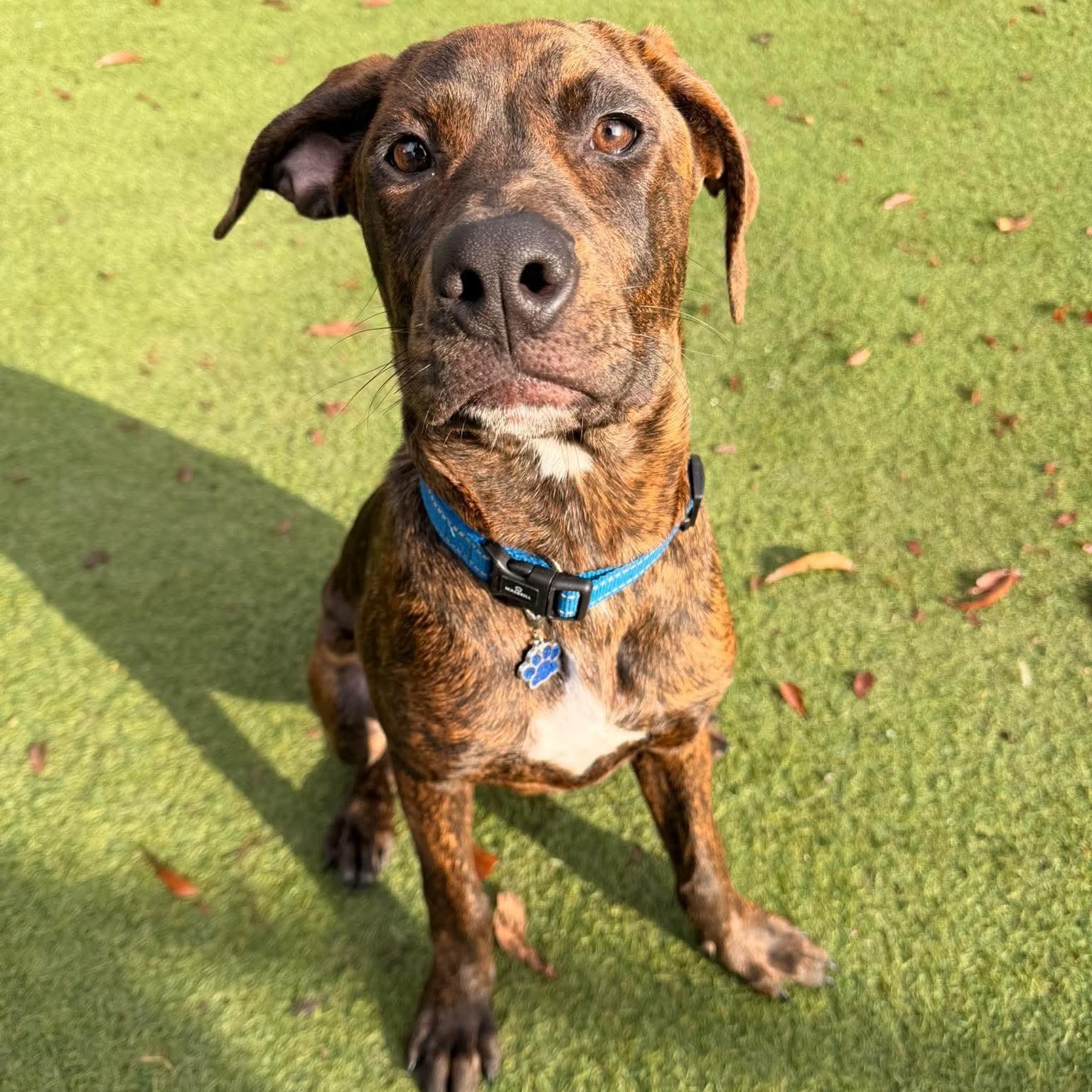 Enlarge Brownie, a Adopted mixed breed in Kentwood, MI image 5/6