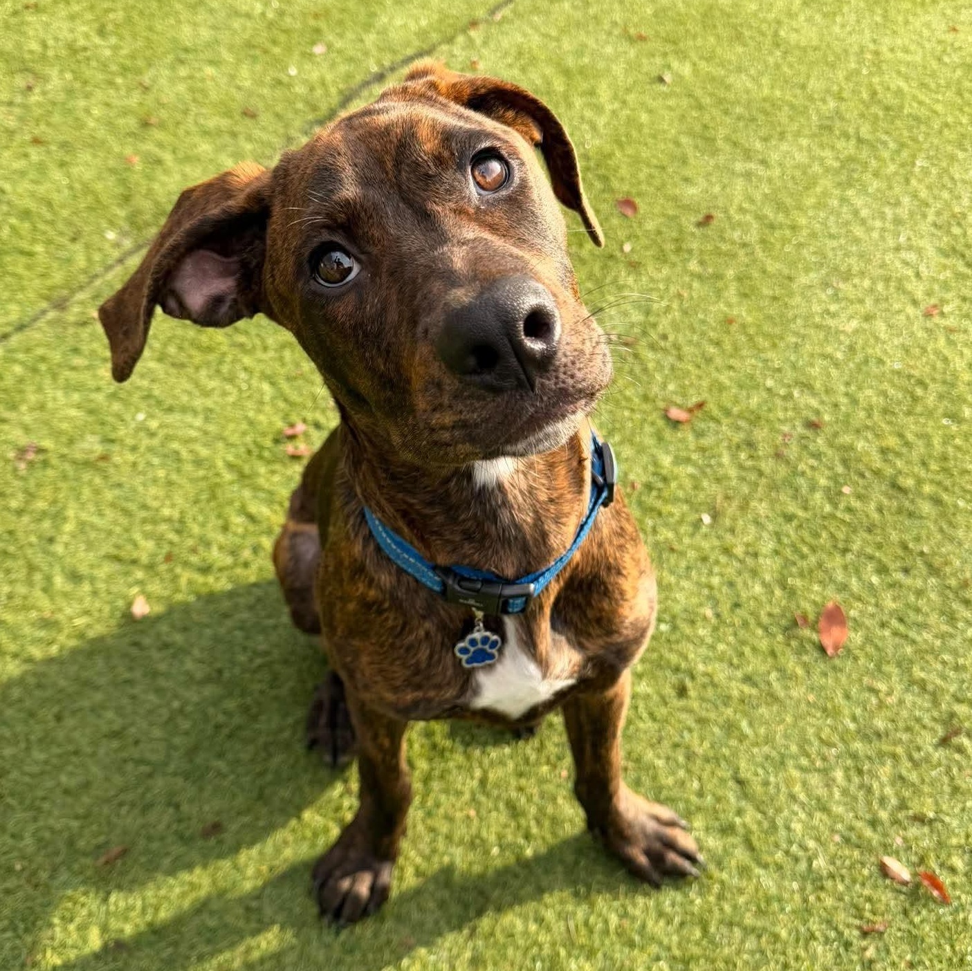 Enlarge Brownie, a Adopted mixed breed in Kentwood, MI image 3/6