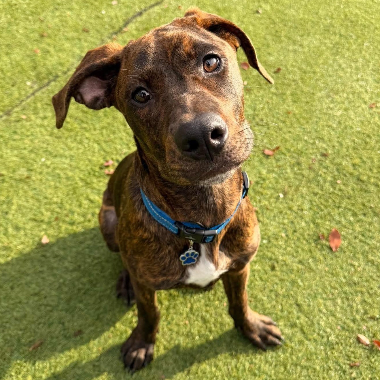 Enlarge Brownie, a Adopted mixed breed in Kentwood, MI image 1/6