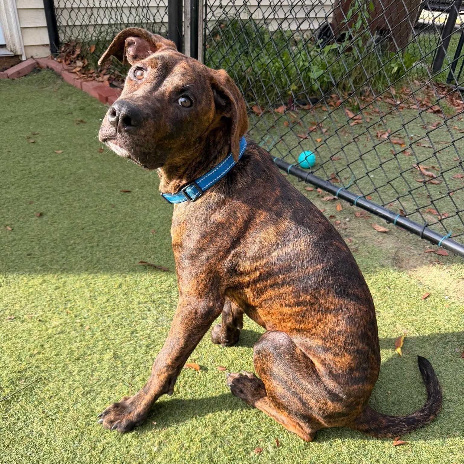 Enlarge Brownie, a Adopted mixed breed in Kentwood, MI image 6/6