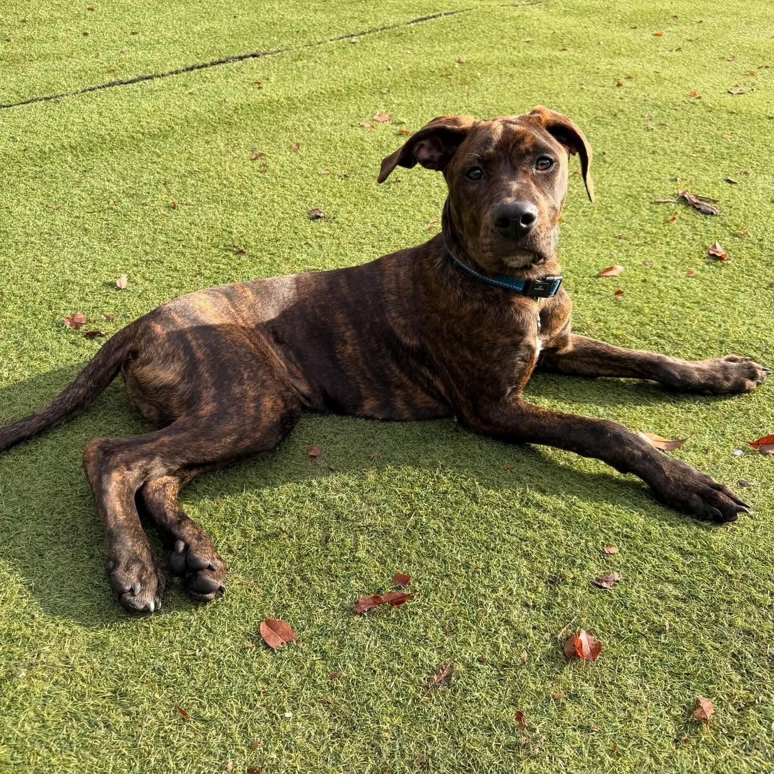 Enlarge Brownie, a Adopted mixed breed in Kentwood, MI image 4/6