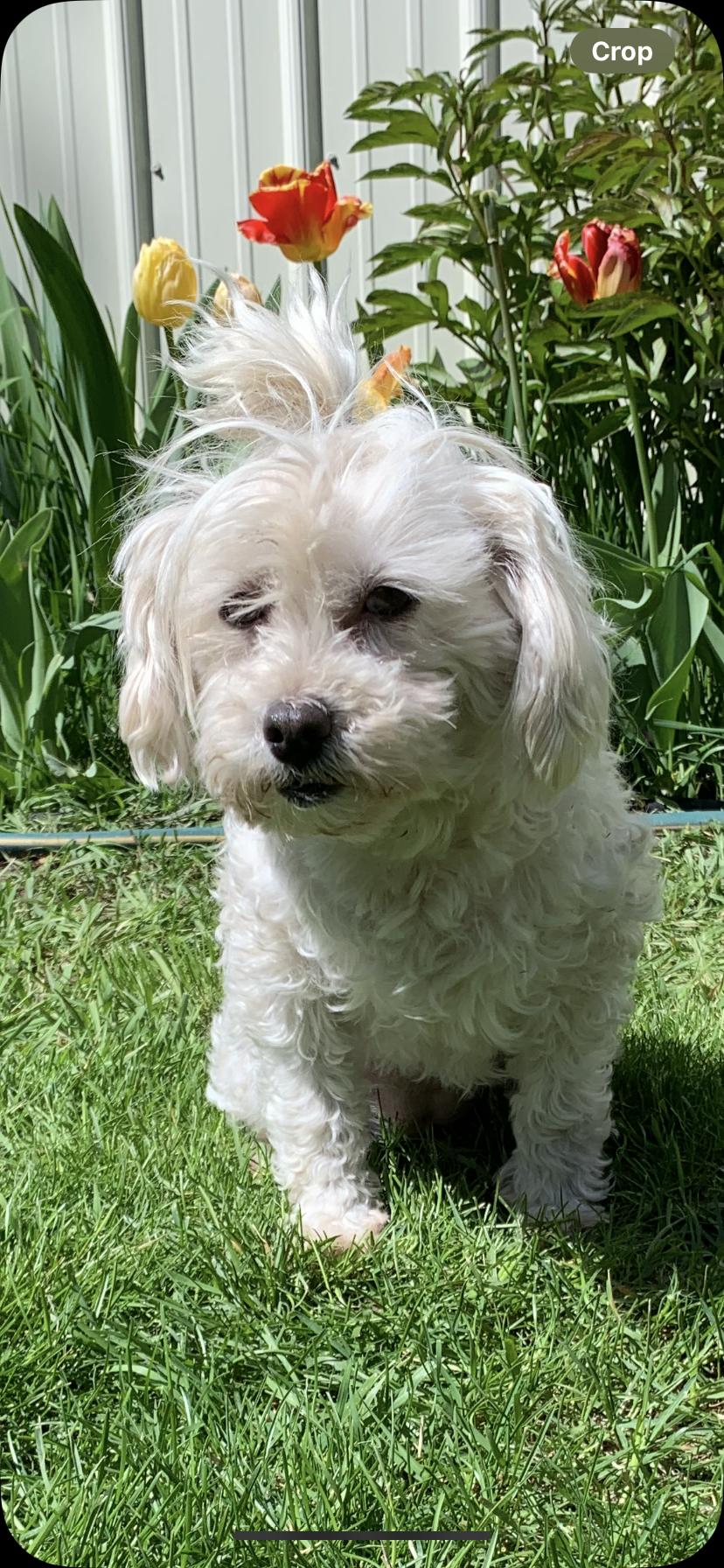 Enlarge Jelly, a Adoptable mixed breed in Seattle, WA image 4/5
