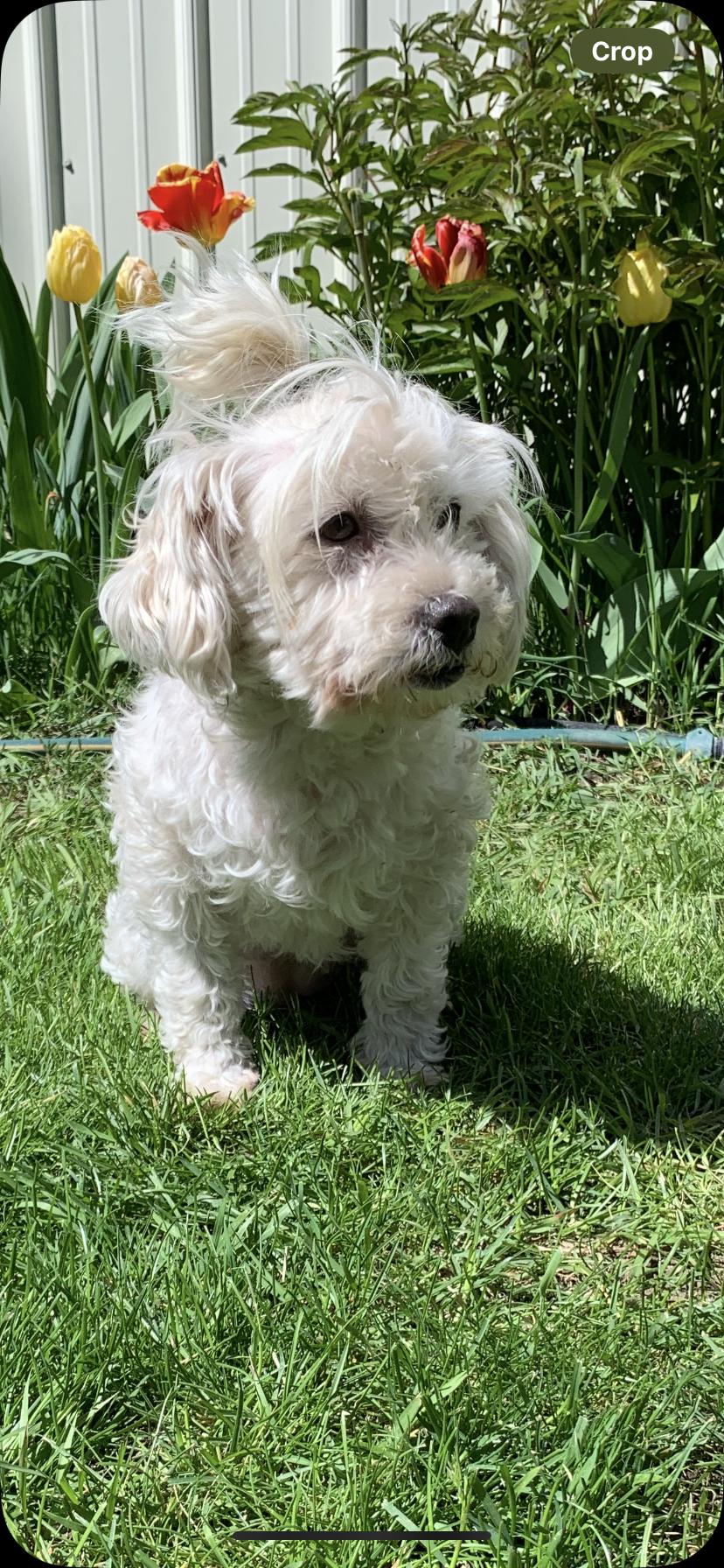 Enlarge Jelly, a Adoptable mixed breed in Seattle, WA image 2/5