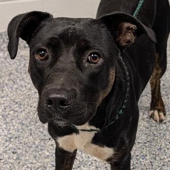 Enlarge Vienna, a Adoptable Mixed Breed in Greenville, SC image 1/1