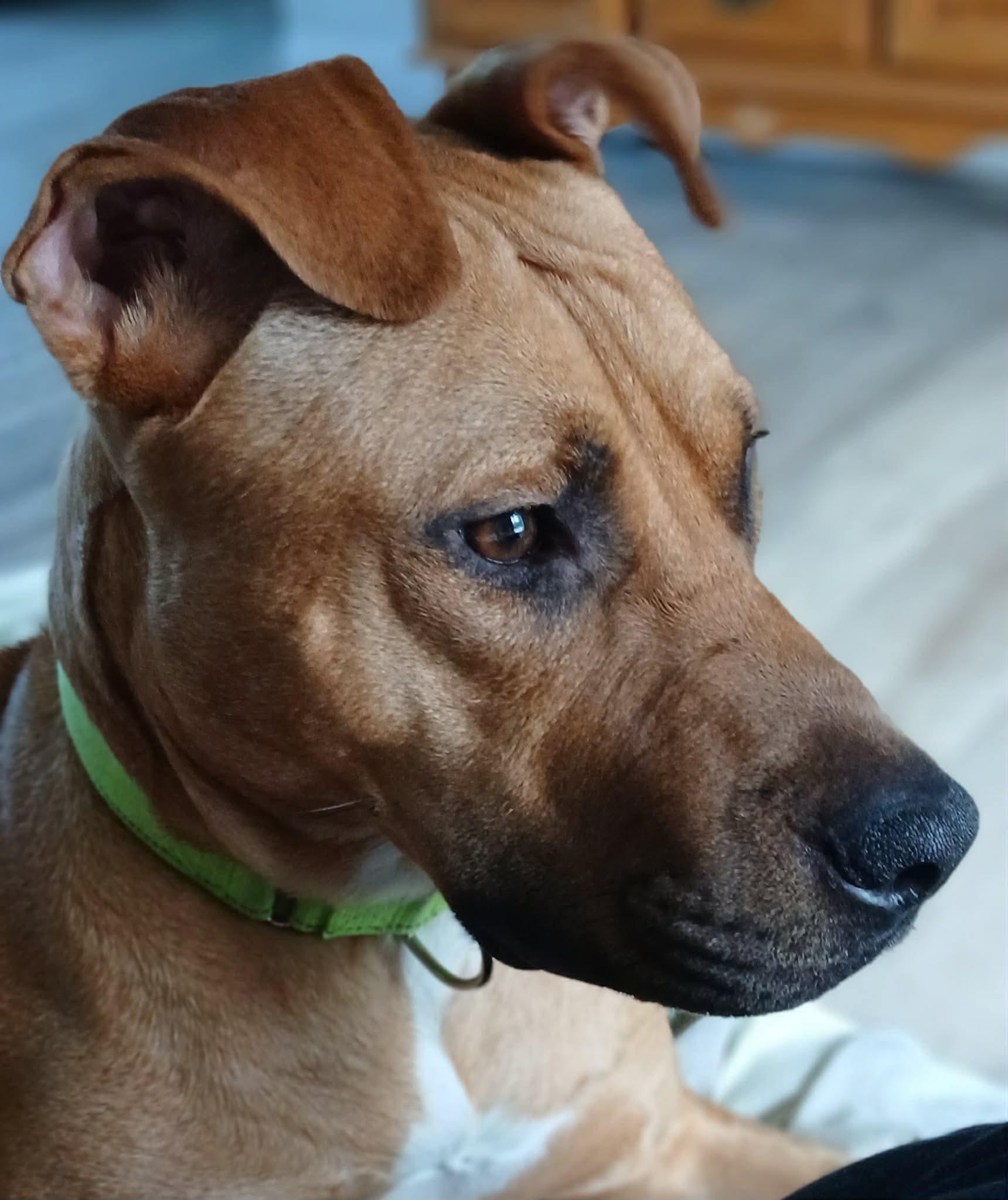 Judge, a ADOPTABLE mixed breed in Highland, NY image 3/4
