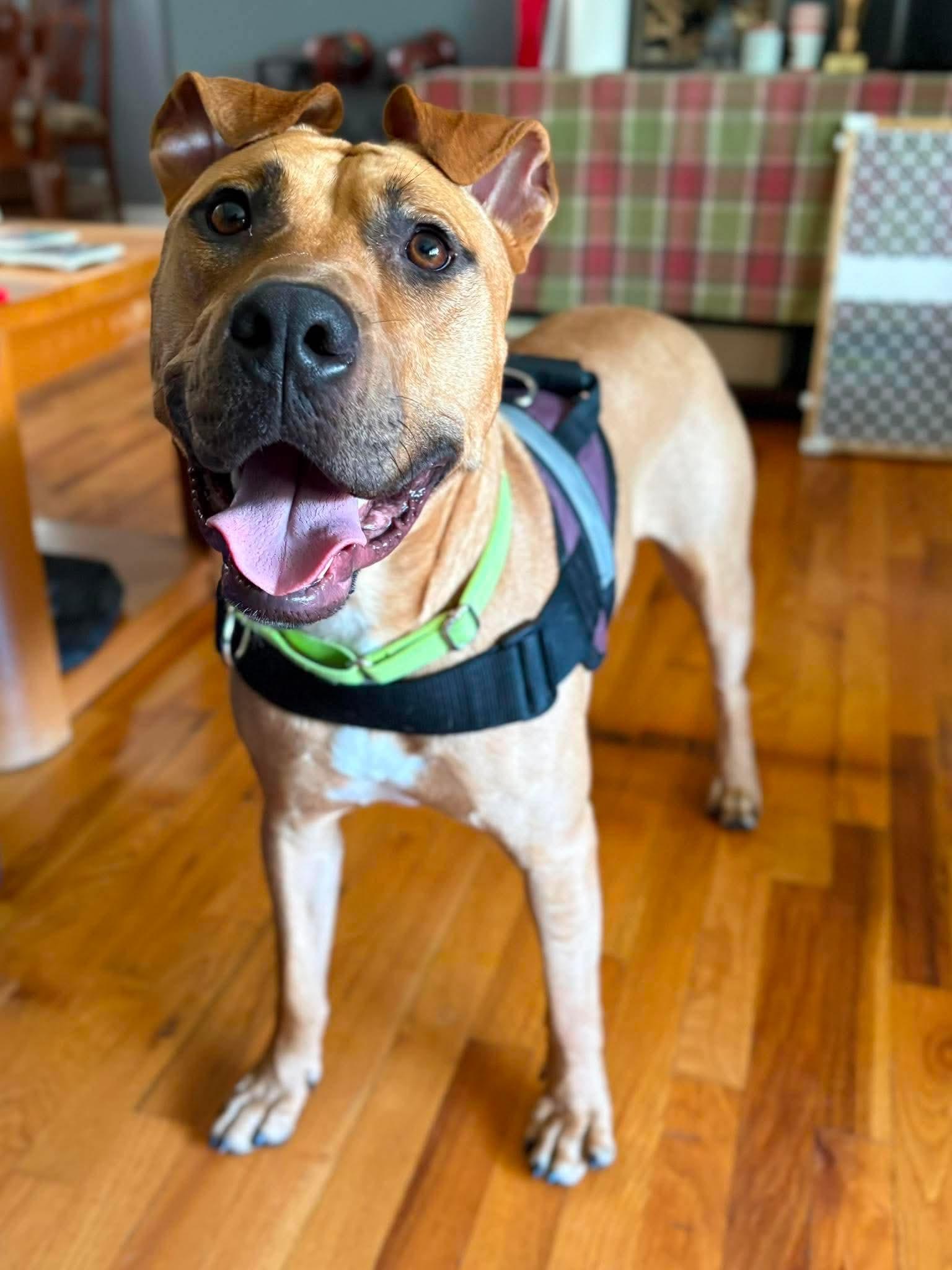 Judge, a ADOPTABLE mixed breed in Highland, NY image 1/4