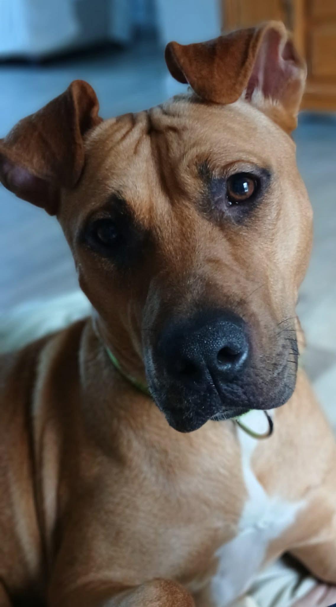 Judge, a ADOPTABLE mixed breed in Highland, NY image 2/4