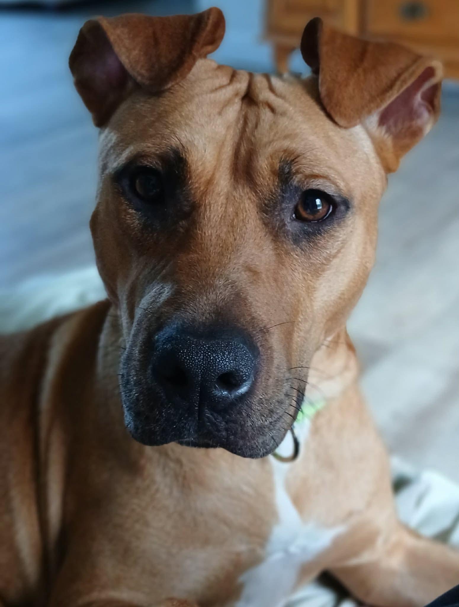 Judge, a ADOPTABLE mixed breed in Highland, NY image 4/4
