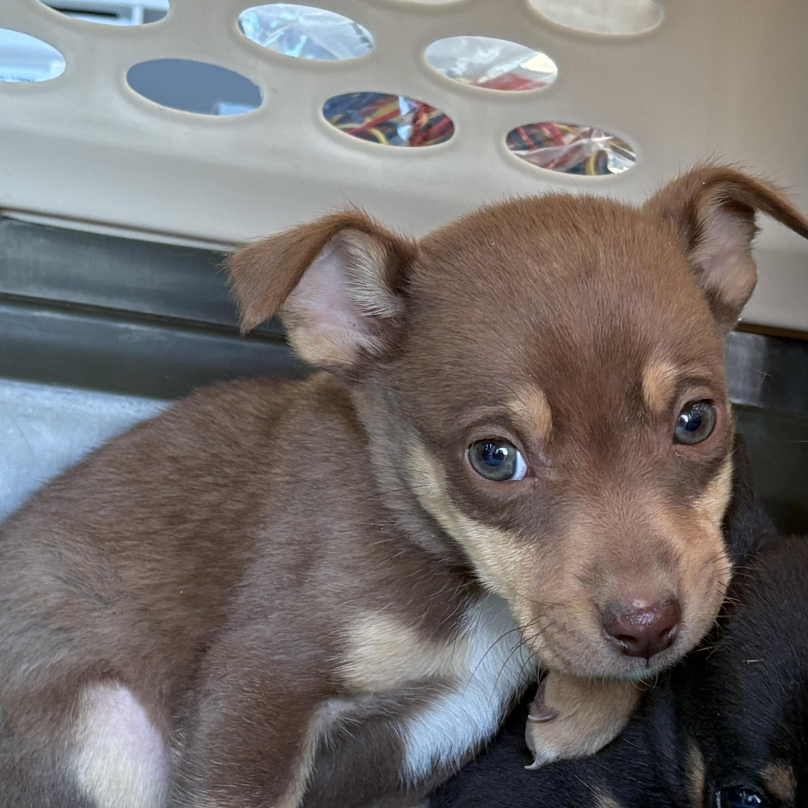 Fletcher, Adopted, Puppy Male Mixed Breed.