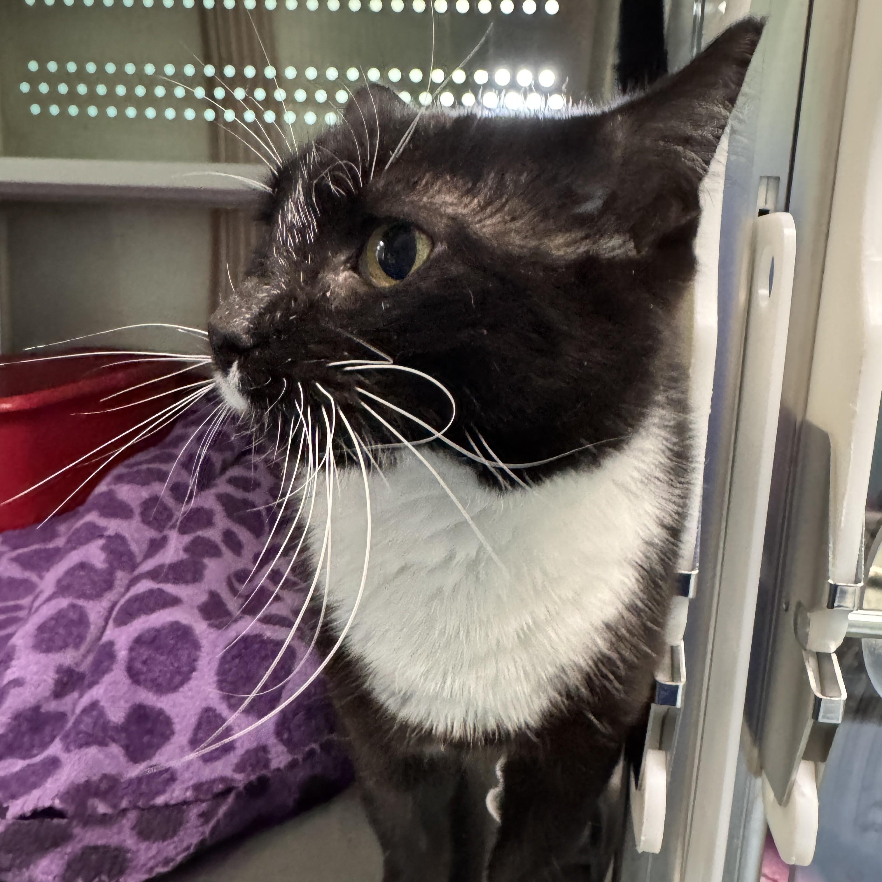 Enlarge Jyn, a Adoptable Domestic Short Hair in Seneca, PA image 2/5