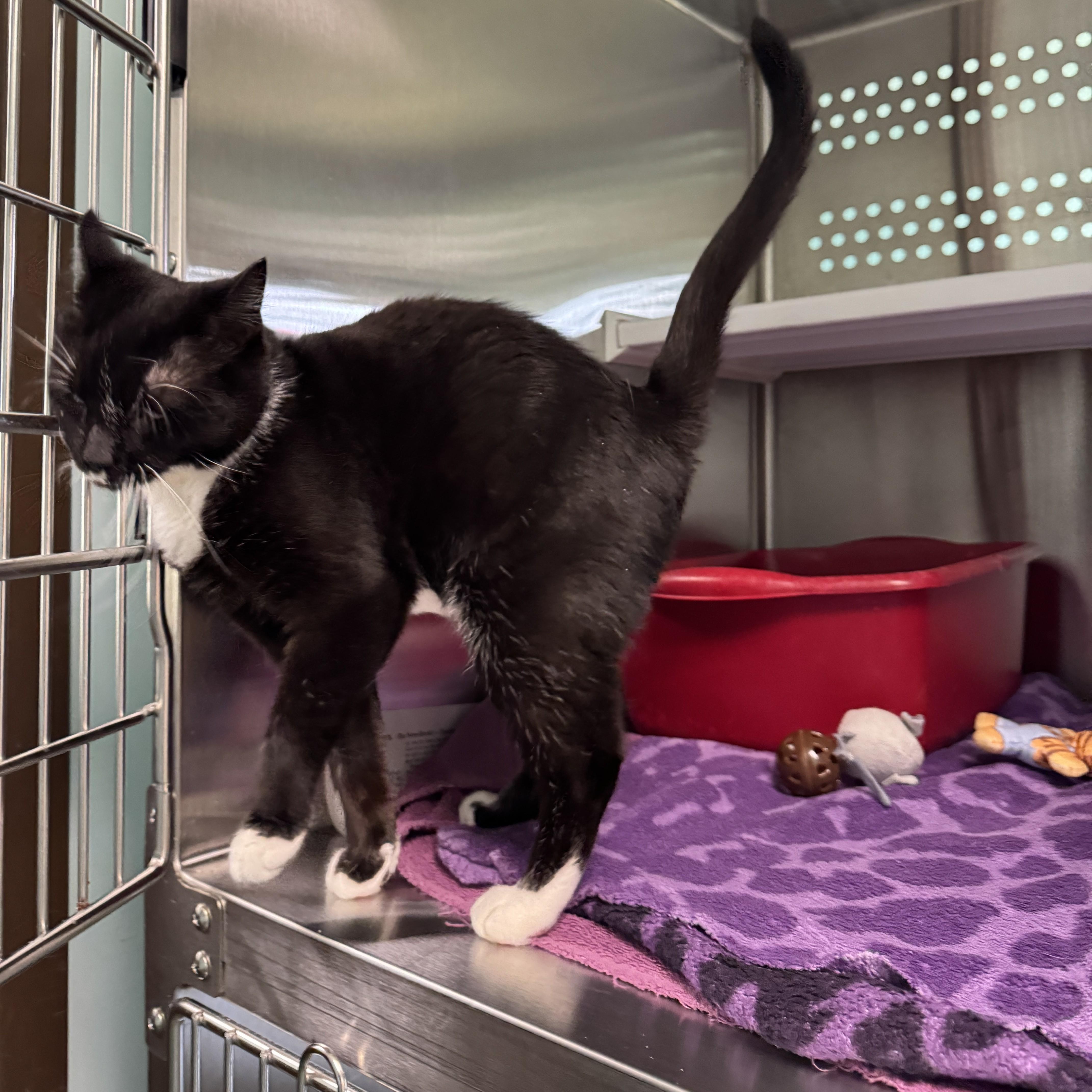 Enlarge Jyn, a Adoptable Domestic Short Hair in Seneca, PA image 4/5