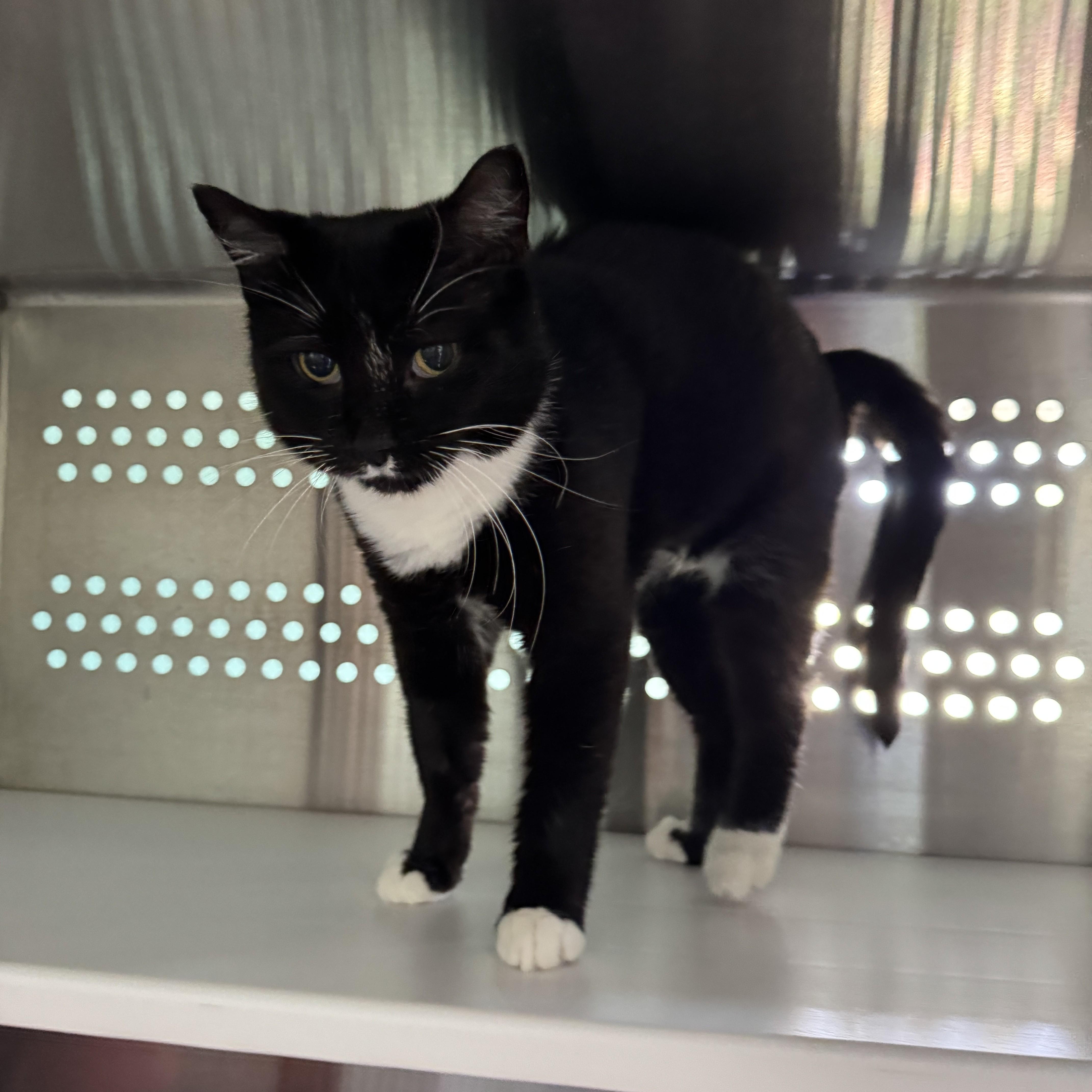 Enlarge Jyn, a Adoptable Domestic Short Hair in Seneca, PA image 5/5