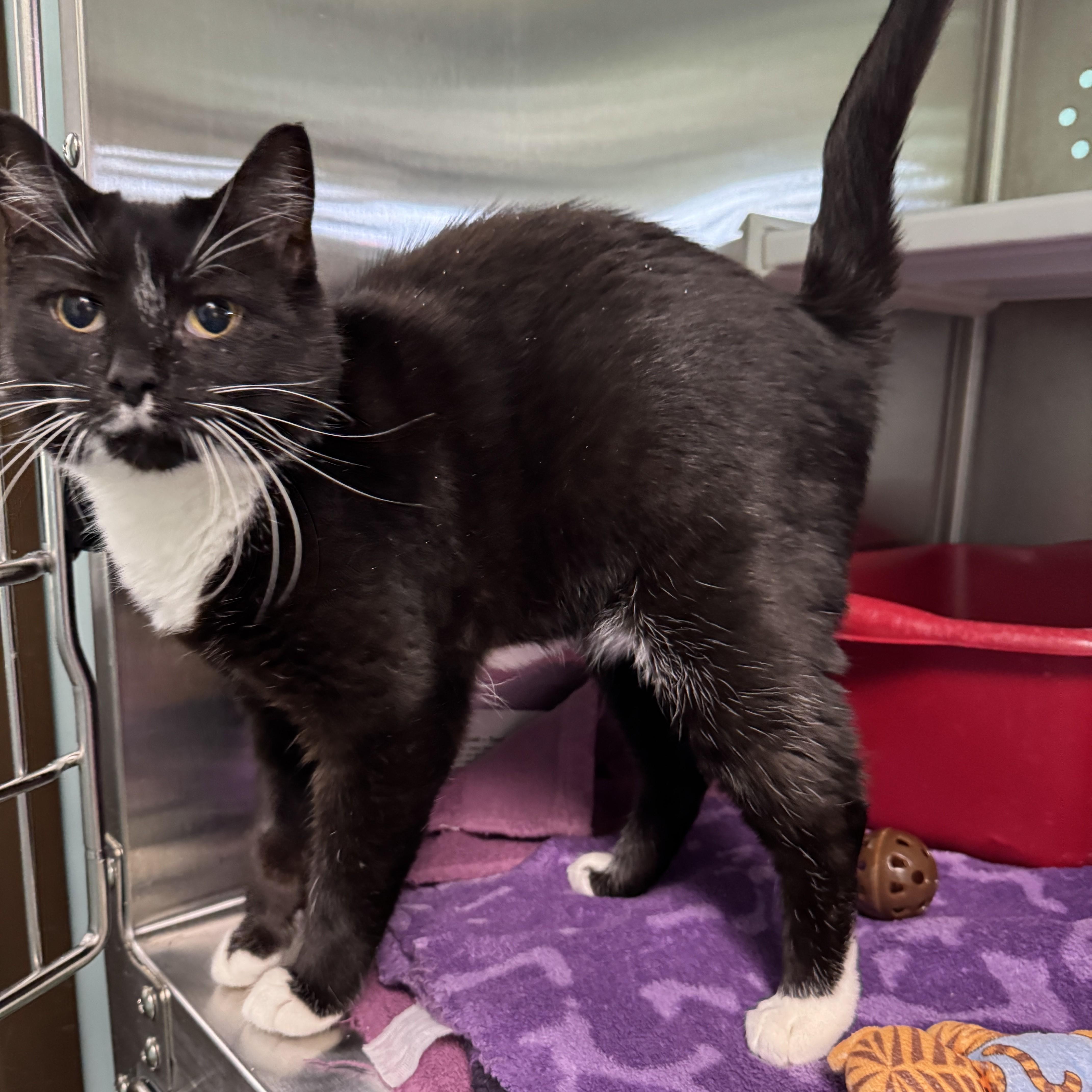 Enlarge Jyn, a Adoptable Domestic Short Hair in Seneca, PA image 3/5