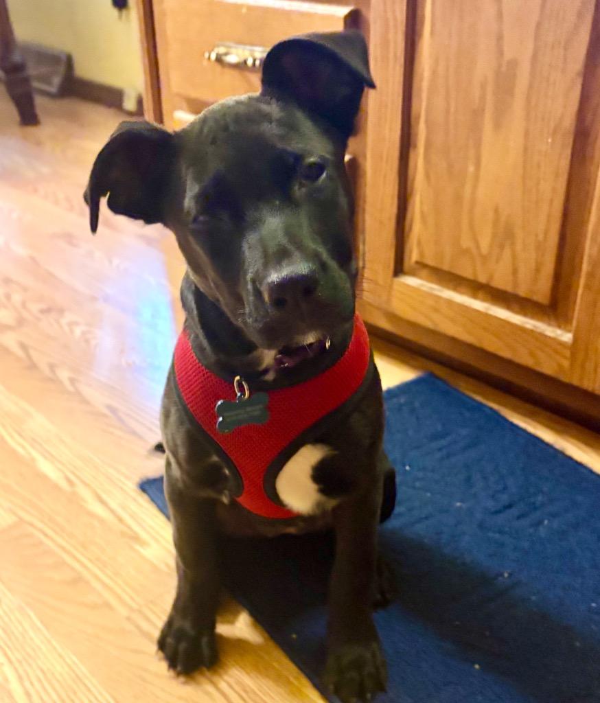 Violet, Adoptable, Puppy Female Terrier & German Shepherd Dog.