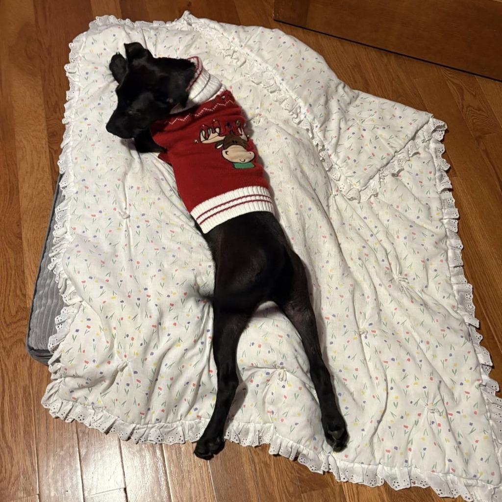 Enlarge Violet, a Adoptable mixed breed in Columbia, IL image 2/4