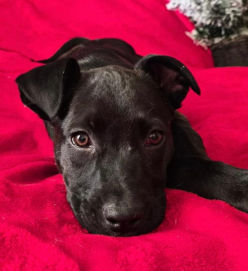 Enlarge Violet, a Adoptable mixed breed in Columbia, IL image 3/4