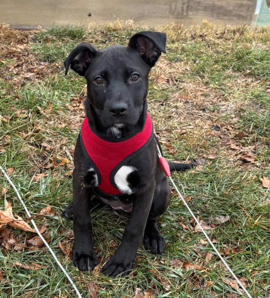 Enlarge Violet, a Adoptable mixed breed in Columbia, IL image 4/4