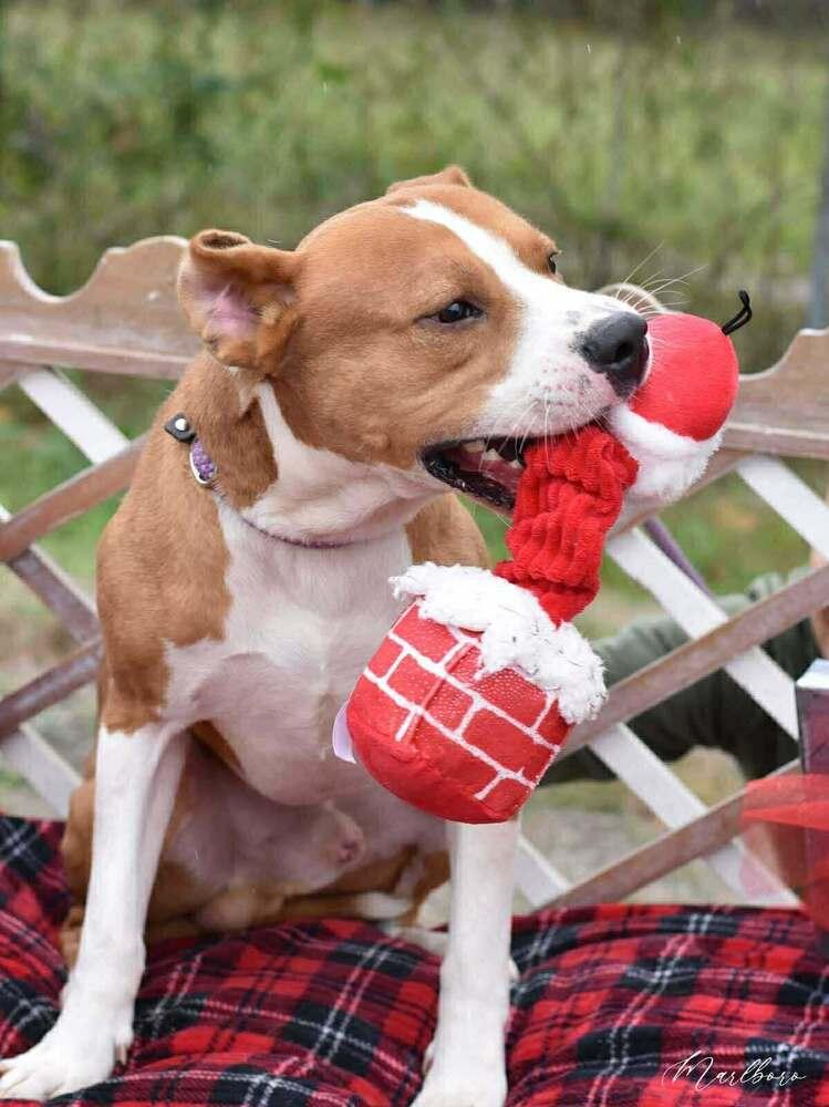 Marlboro (AVAILABLE 12/21), Adoptable, Young Male Mixed Breed & Pit Bull Terrier.