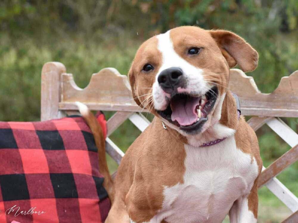 Enlarge Marlboro (AVAILABLE 12/21), a Adoptable mixed breed in Leverett, MA image 4/6