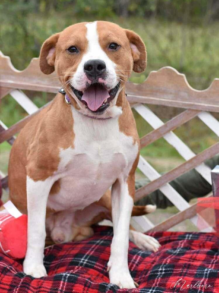 Enlarge Marlboro (AVAILABLE 12/21), a Adoptable mixed breed in Leverett, MA image 5/6