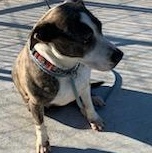 Jay, a Adoptable mixed breed in Kingsport, TN image 2/6