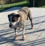 Jay, a Adoptable mixed breed in Kingsport, TN image 3/6