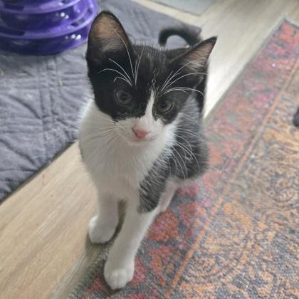 Zoro, a Adoptable Domestic Short Hair in Wheaton, IL image 1/3