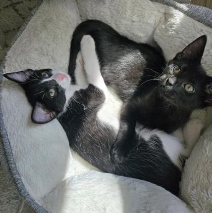 Zoro, a Adoptable Domestic Short Hair in Wheaton, IL image 2/3