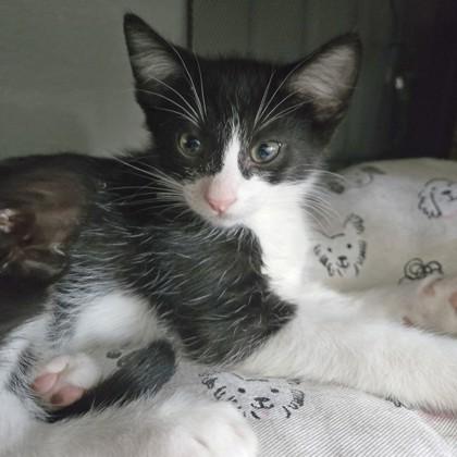 Zoro, a Adoptable Domestic Short Hair in Wheaton, IL image 3/3