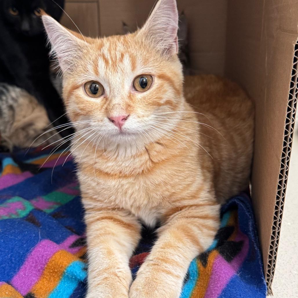 Fuzzy, Adoptable, Young Male Domestic Short Hair.