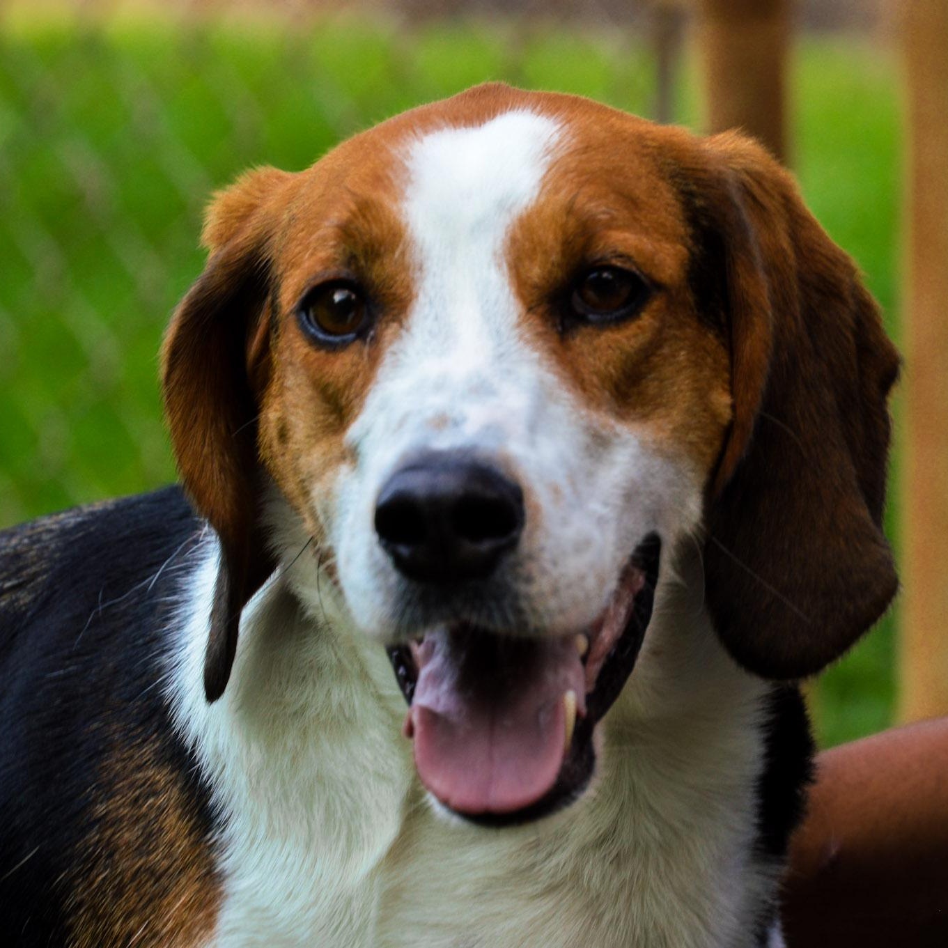 Enlarge Zach, a ADOPTABLE Hound in Orange, VA image 1/5