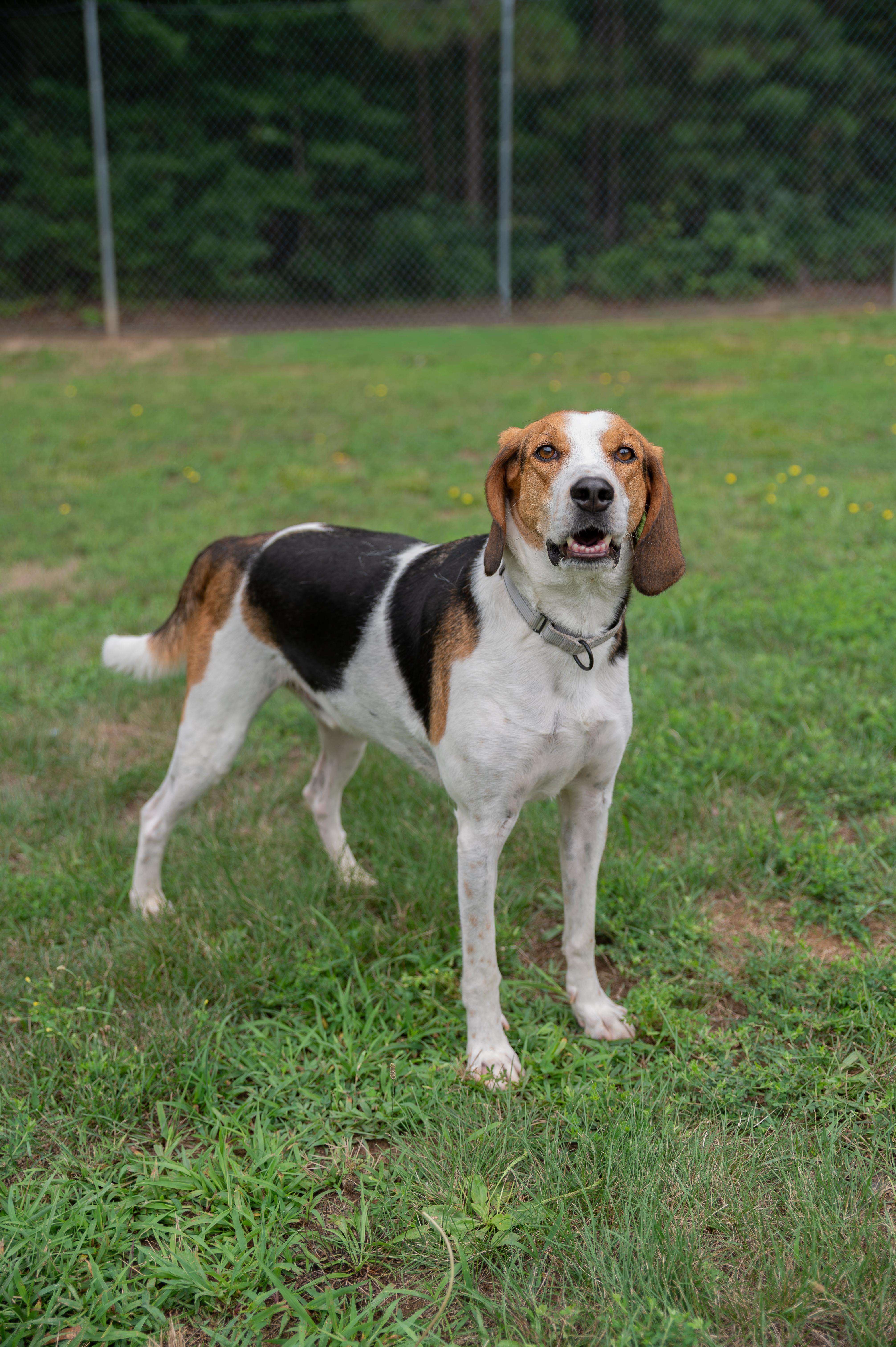 Zach, ADOPTABLE, Adult Male Hound.